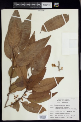 Prunus occidentalis image