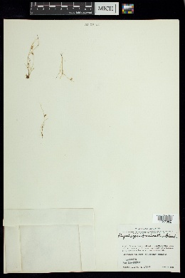 Rhynchospora brevirostris image