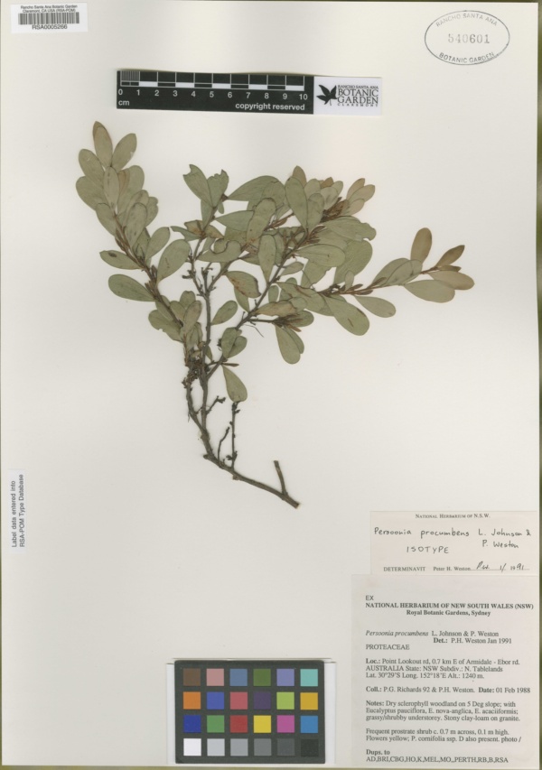 Persoonia procumbens image
