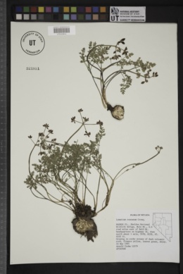Lomatium roseanum image