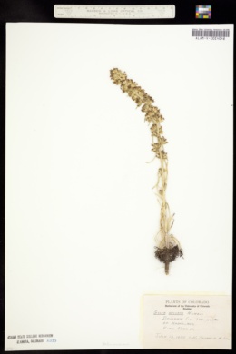 Image of Gilia spicata