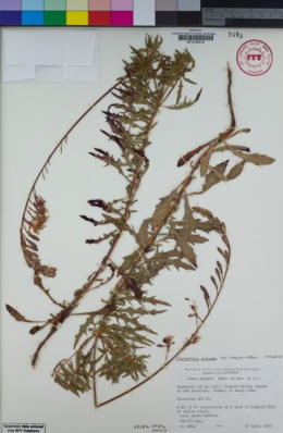 Image of Oenothera sinuosa