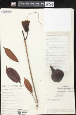 Image of Lafoensia punicifolia