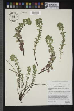 Euphorbia yaquiana image