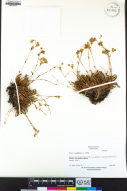Ivesia pygmaea image