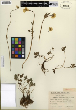 Image of Ranunculus brachylobus