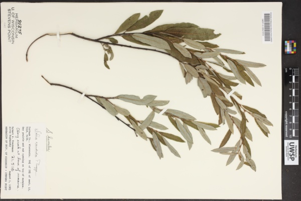 Salix humilis image