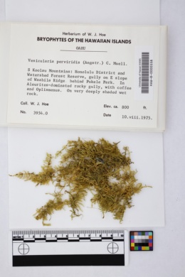 Vesicularia perviridis image