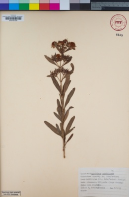 Image of Hypericum prolificum