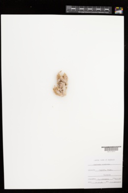 Eucheuma odontophorum image