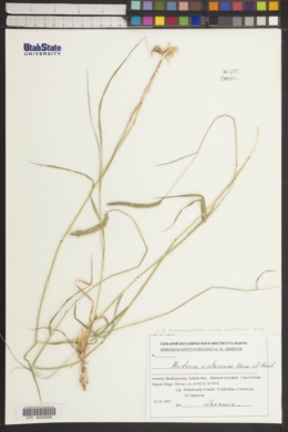 Hordeum violaceum image
