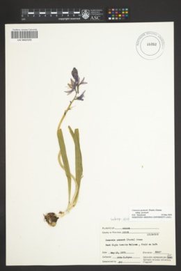 Camassia quamash subsp. quamash image