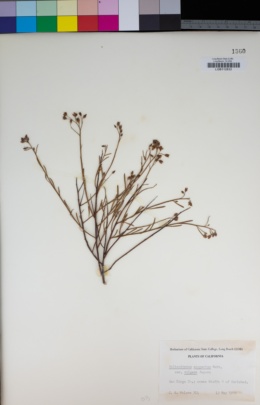 Crocanthemum scoparium var. vulgare image