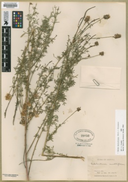 Dalea multiflora image