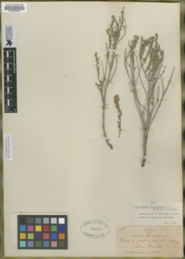 Image of Burroughsia fastigiata