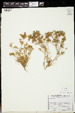 Trifolium retusum image