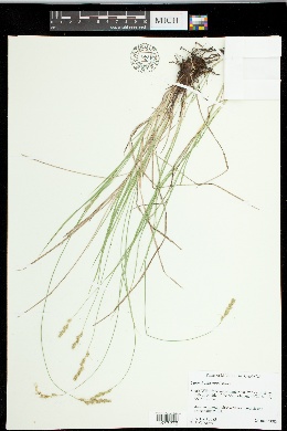 Carex hookerana image
