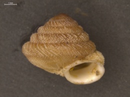 Image of Caseolus sphaerula
