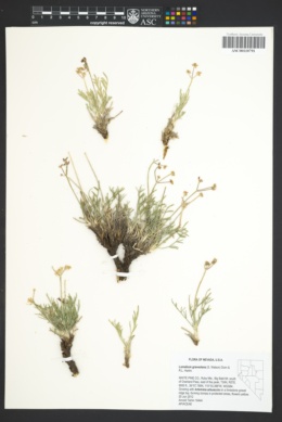 Image of Lomatium graveolens