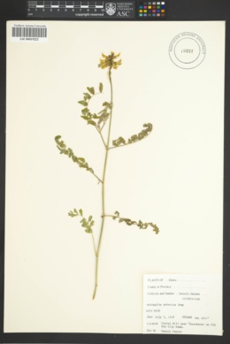 Image of Astragalus arrectus
