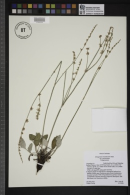 Eriogonum racemosum var. racemosum image