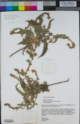 Image of Ambrosia ambrosioides