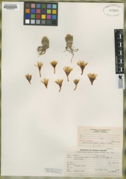 Image of Mammillaria goldii