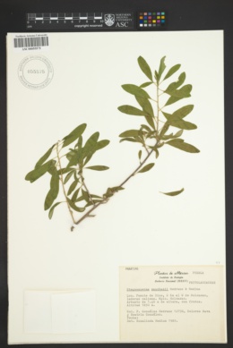 Image of Stegnosperma sanchezii