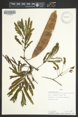 Image of Senegalia macbridei