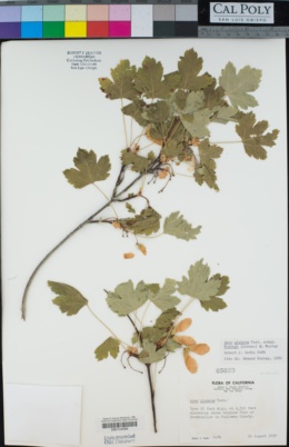 Acer glabrum subsp. torreyi image