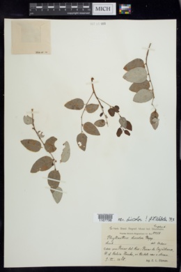 Phyllanthus discolor var. discolor image