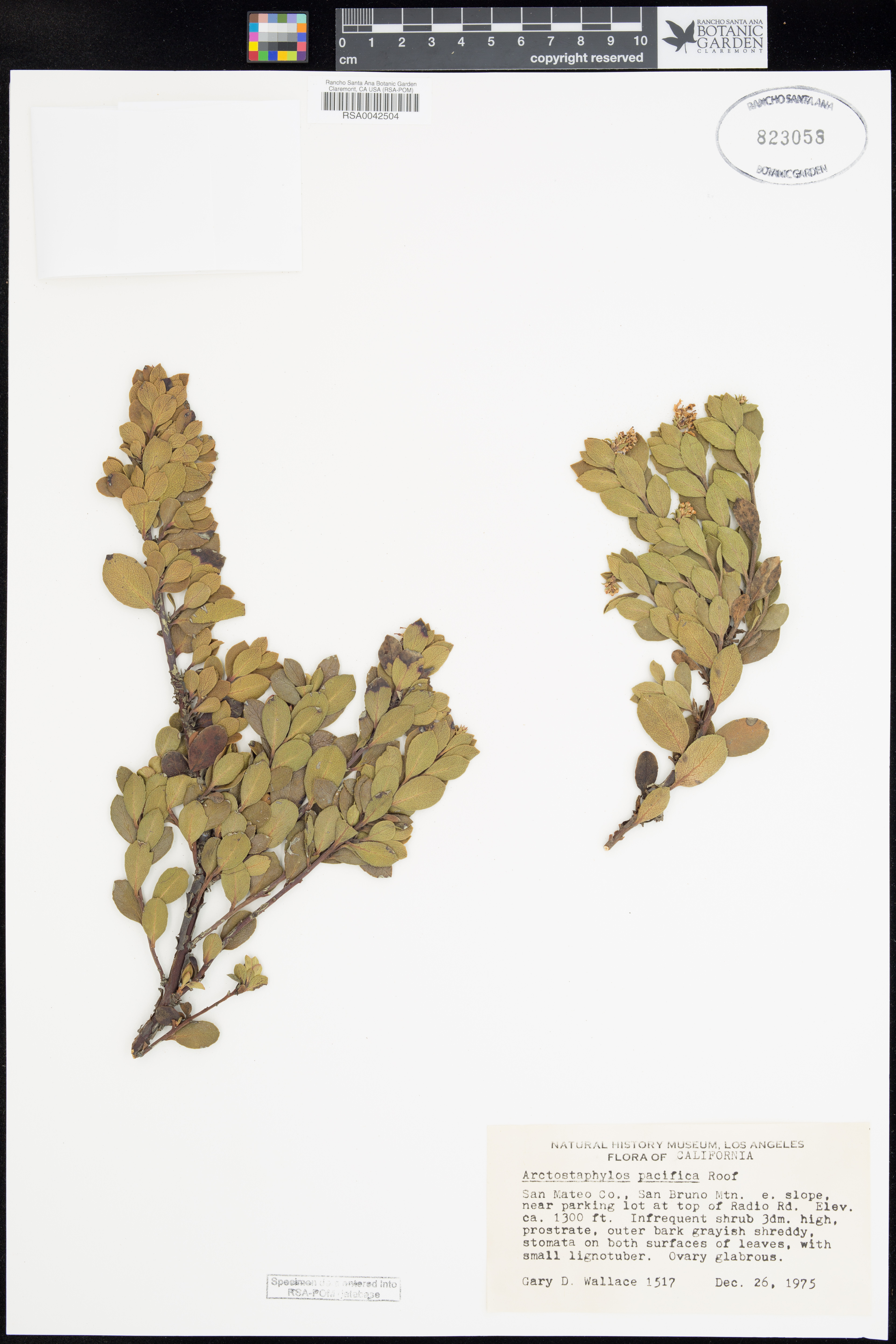 Image of Arctostaphylos pacifica