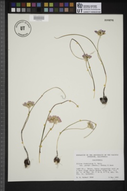 Allium fimbriatum var. purdyi image