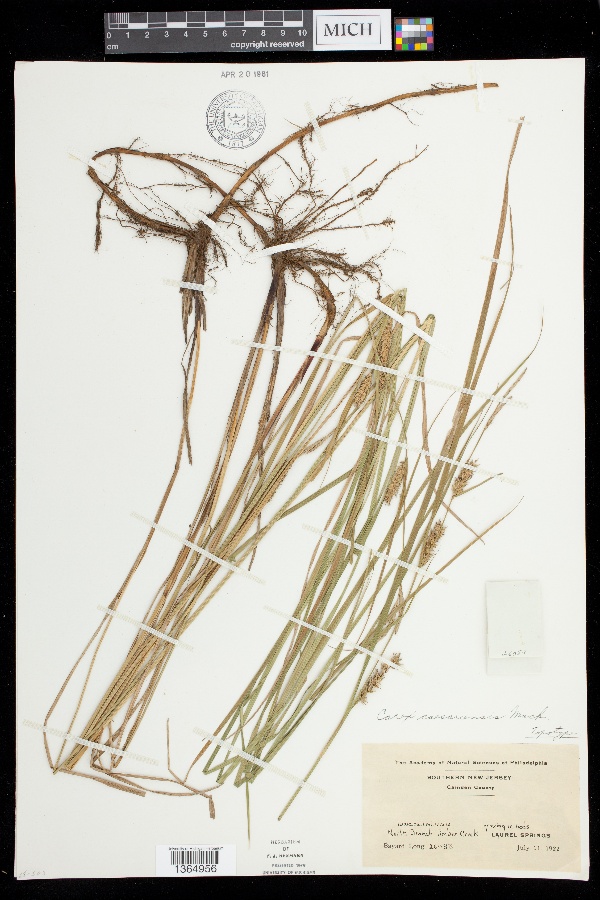 Carex x caesariensis image