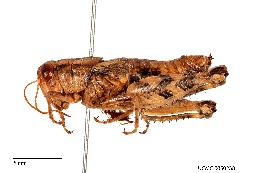 Aeoloplides chenopodii image