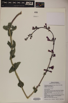 Penstemon bicolor subsp. roseus image