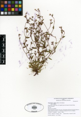 Image of Plagiobothrys myosotoides