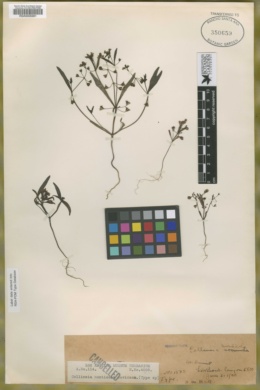 Collinsia monticola image