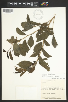 Image of Maclura tinctoria