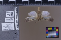 Spodoptera dolichos image