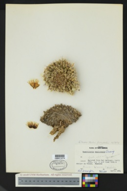 Mammillaria pachycylindrica image
