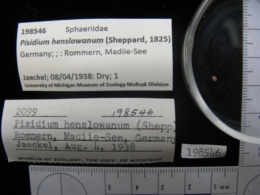 Pisidium henslowanum image