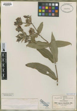 Lagascea helianthifolia var. adenocaulis image