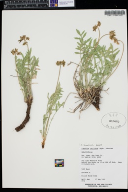 Lomatium latilobum image