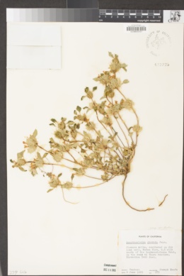 Acanthomintha obovata subsp. cordata image