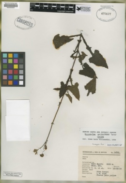 Axiniphyllum sagittalobum image