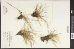 Puccinellia agrostidea image