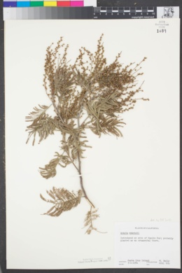Acacia mearnsii image