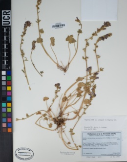 Sidalcea neomexicana subsp. thurberi image