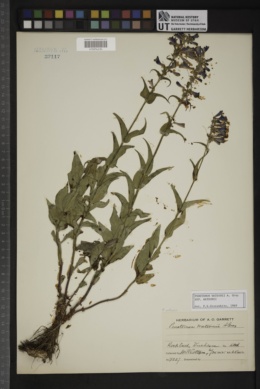 Penstemon watsonii subsp. watsonii image